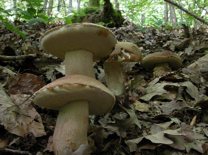  Image name: 00_184 Porcino.jpg 
 width: 800 pixel 
 height: 597 pixel 
 Size: 83324 bytes 
 Click to enlarge 